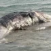 Rimozione cetaceo a Scoglitti, riunione a Ragusa FOTO