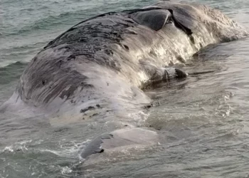 Enorme cetaceo spiaggiato a Scoglitti