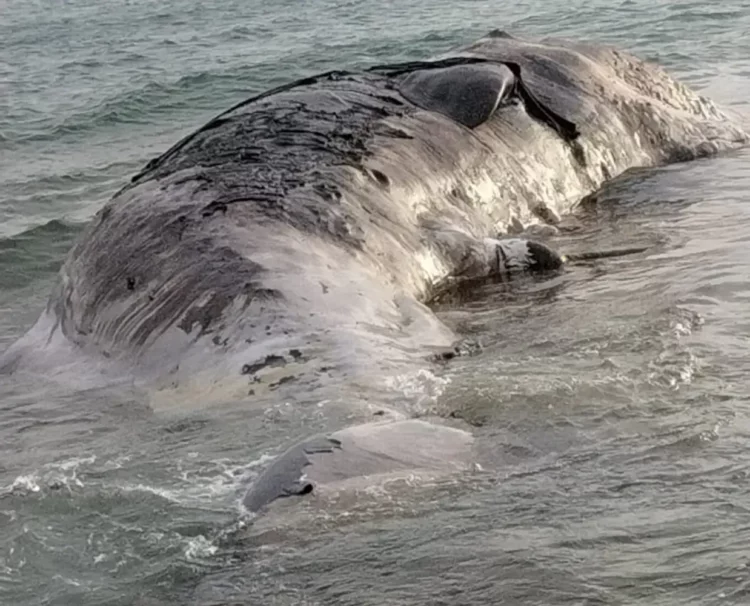 Enorme cetaceo spiaggiato a Scoglitti