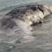 Enorme cetaceo spiaggiato a Scoglitti