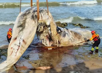 Capodoglio a Scoglitti: rimosso da vigili del fuoco FOTO