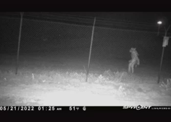 Creatura misteriosa allo zoo di Amarillo: ripresa dalle telecamere