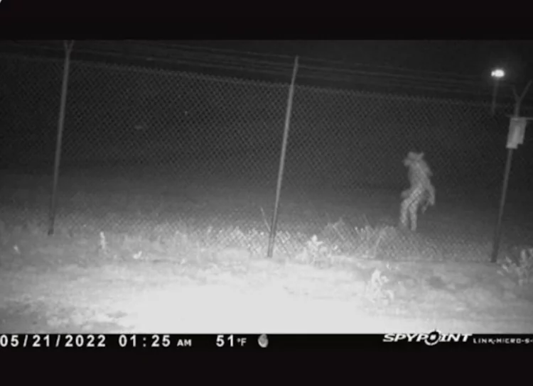 Creatura misteriosa allo zoo di Amarillo: ripresa dalle telecamere
