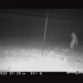 Creatura misteriosa allo zoo di Amarillo: ripresa dalle telecamere