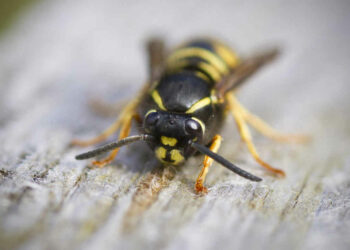 Due persone morte per punture di insetti in 48 ore