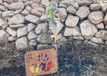 Ragusa -L’associazione Così come sei onlus in visita agli orti sociali di Proxima Ragusa. “Ci hanno fatto un regalo straordinario. Per certi versi inatteso. Ma che fa risaltare la loro grande sensibilità”. Così Letizia Blandino, responsabile comunicazione della cooperativa Proxima Ragusa, a proposito della visita dell’associazione Così come sei onlus, che si occupa di inclusione per persone diversamente abili, agli orti sociali della cooperativa, la cui attività è mirata all’integrazione e all’inserimento lavorativo dei soggetti beneficiari dei progetti di Proxima, vittime di tratta e grave sfruttamento. “A memoria della loro visita – prosegue Blandino – ci hanno donato un meraviglioso alberello d’ulivo che adesso toccherà a noi salvaguardare e fare crescere nella maniera migliore all’interno dei nostri orti. Un dono toccante che ci ha emozionato nel profondo”. La visita è stata caratterizzata dalla scoperta delle colture piantate in campo aperto e dall’illustrazione del funzionamento del sistema di coltivazione in acquaponica. “Il tour all’interno degli orti sociali – spiega dal canto suo Marcello Firrincieli, coordinatore dell’attività degli orti sociali – è proprio terminato con la piantumazione, fatta assieme, dell’alberello d’ulivo. Ce ne prenderemo cura con l’auspicio che cresca rigoglioso e sano pensando a questo bellissimo momento di condivisione”.