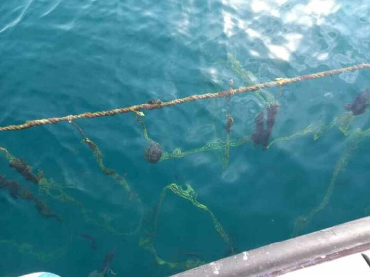 Mare troppo caldo, orate divorano i muscoli