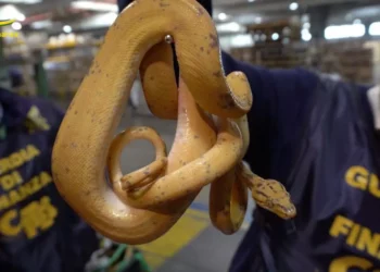 Maxi sequestro di specie animali e vegetali in via di estinzione