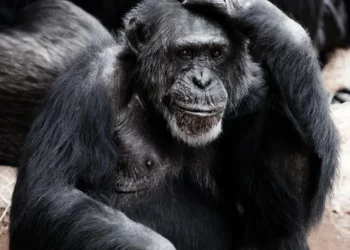 Vaiolo delle scimmie, Spallanzani: solo uomini i casi in Italia