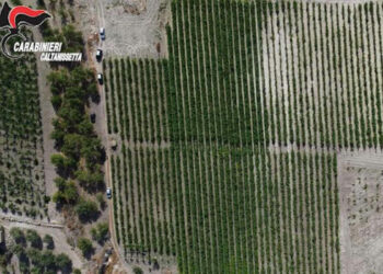 Piantagione con 20 mila piante di marijuana: 11 arresti a Caltanissetta