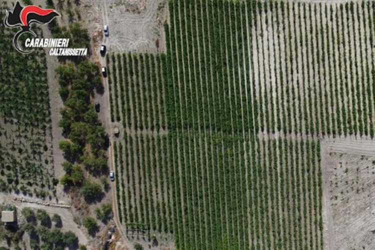 Piantagione con 20 mila piante di marijuana: 11 arresti a Caltanissetta