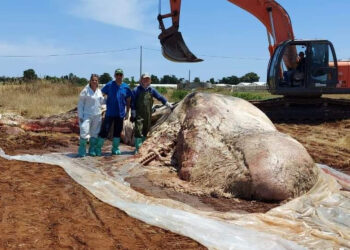 Capodoglio a Scoglitti, prelevati campioni di tessuti per indagini genetiche