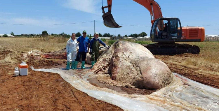 Capodoglio a Scoglitti, prelevati campioni di tessuti per indagini genetiche