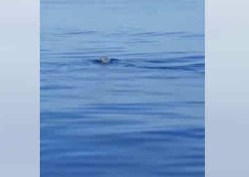 Una foca monaca nel mare al largo di Brucoli VIDEO