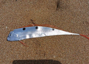 Pesce nastro a Selinunte