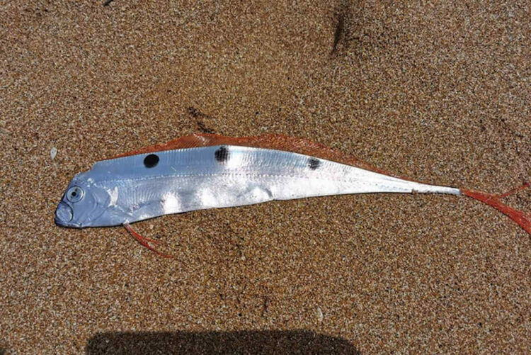 Pesce nastro a Selinunte