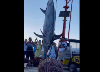 Pesce spada gigante pescato a Marettimo VIDEO