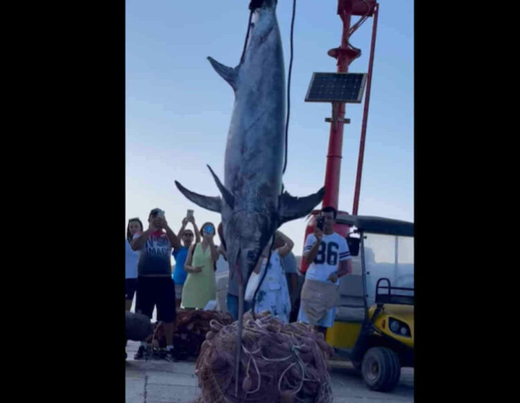 Pesce spada gigante pescato a Marettimo VIDEO
