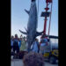 Pesce spada gigante pescato a Marettimo VIDEO