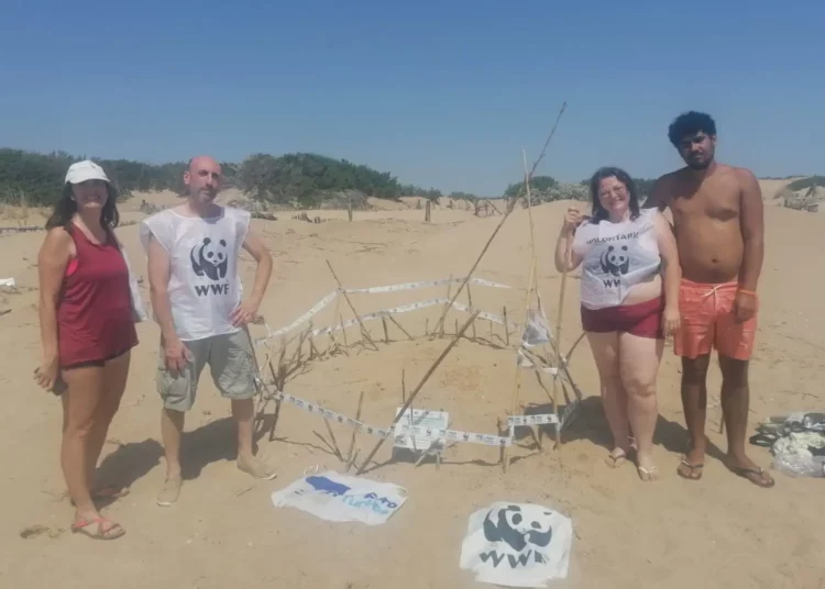 Trovato nido di Caretta caretta nel Ragusano