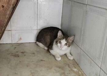 Una casa degli orrori a Catania