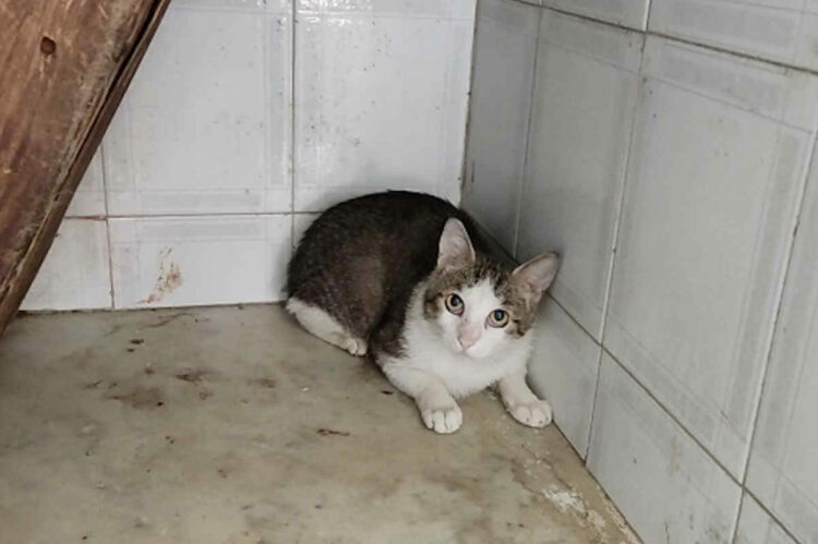 Una casa degli orrori a Catania