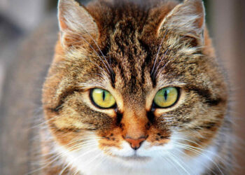 Covid da gatto a uomo