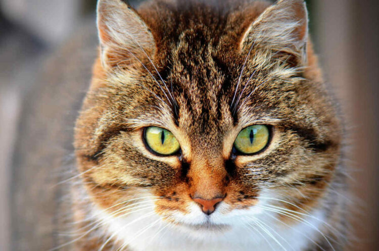 Covid da gatto a uomo