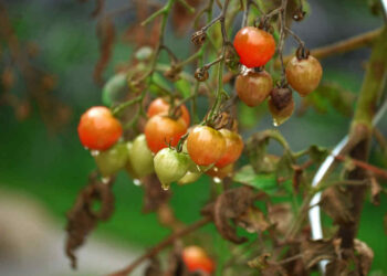 Sicilia, agroalimentare in ginocchio