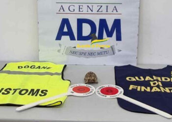 Tartaruga dalla Tunisia a Palermo: sequestrata