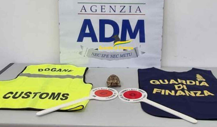 Tartaruga dalla Tunisia a Palermo: sequestrata