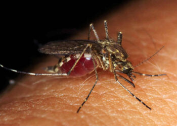 Virus West Nile, primo caso umano in Italia: sintomi