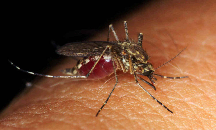 Virus West Nile, primo caso umano in Italia: sintomi