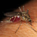 Virus West Nile, primo caso umano in Italia: sintomi