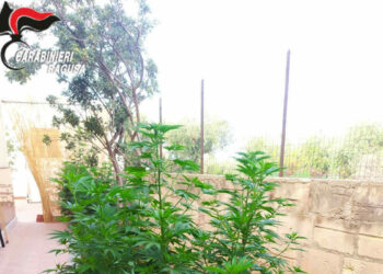 Piantagione domestica di marijuana, un arresto a Cava D’Aliga