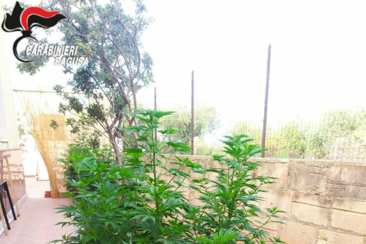 Piantagione domestica di marijuana, un arresto a Cava D’Aliga