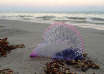 Caravella portoghese o medusa killer: donna in Rianimazione a Catania