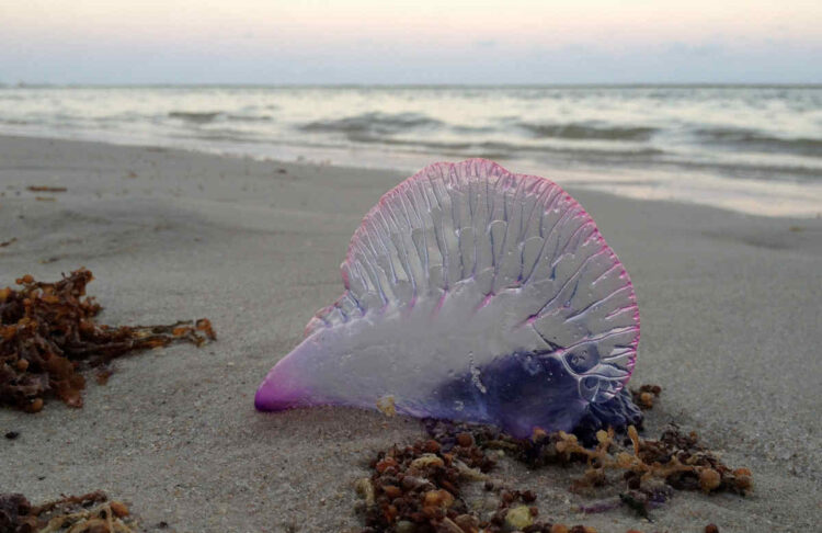 Caravella portoghese o medusa killer: donna in Rianimazione a Catania