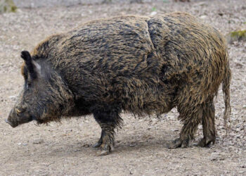 Cinghiale morde donna in spiaggia a Genova