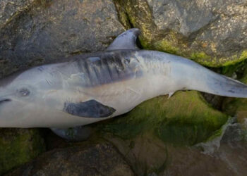 Piccolo delfino spiaggiato a Pozzallo
