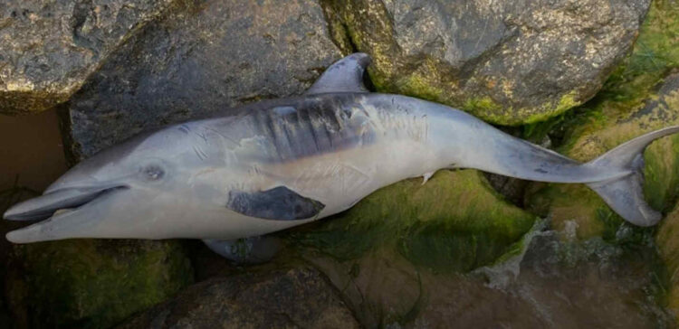 Piccolo delfino spiaggiato a Pozzallo
