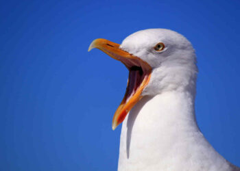 Gabbiano afferra cucciolo di cane e lo porta via tra il terrore dei presenti