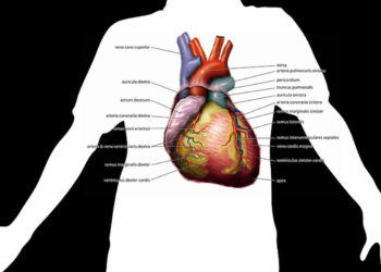 malattie cardiovascolari