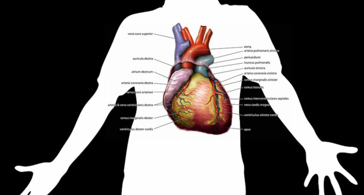 malattie cardiovascolari