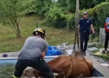 Mucca in piscina: salvata dai pompieri