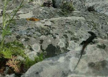 Raro esemplare di lucertola nera alle Eolie