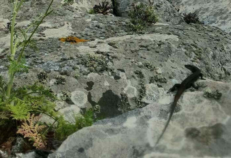 Raro esemplare di lucertola nera alle Eolie