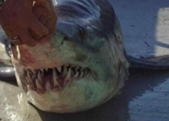 Squalo bianco incastrato in una rete da pesca a Licata