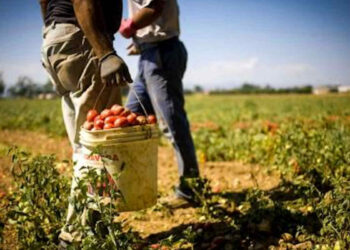 Caporalato a Vittoria: denunciati due imprenditori agricoli