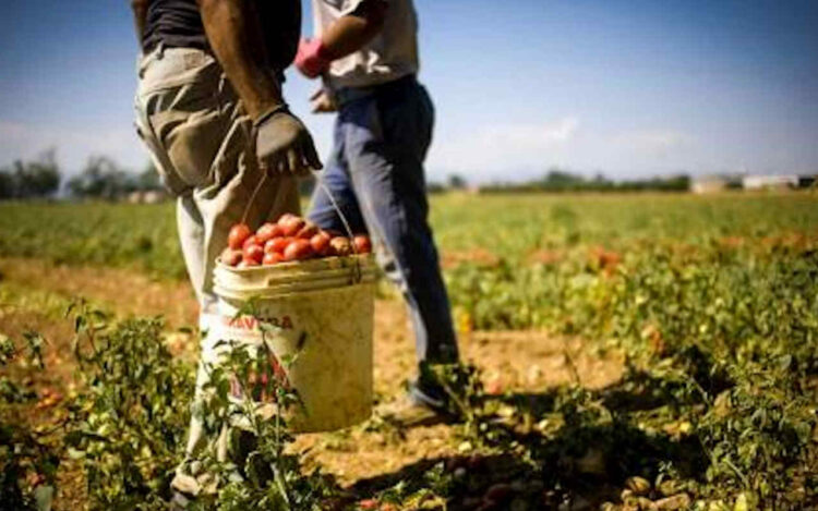 Caporalato a Vittoria: denunciati due imprenditori agricoli